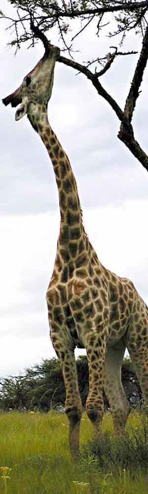 Bild von einer Giraffe